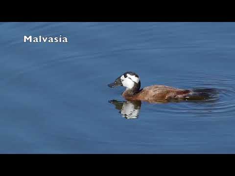 Aves en la ciudad de Mlaga