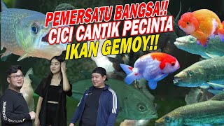 MAKIN MENGGILA !!! CICI CANTIK MANIAK HOBI IKAN PREDATOR AGRESIF DAN GOLDFISH SUPER GEMOY