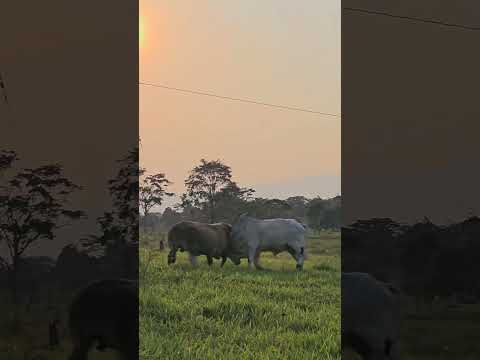 Pelea de Toros #llano #musica #llanera #meta #uribe #folklore .