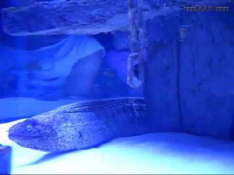 New Antalya Aquarium - Turkey Новый Анталийский аквариум - Турция