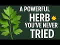 Lovage: A Powerful Herb You’ve Never Tried