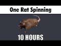 4K One Rat Spinning To The Free Bird Solo 10 HOURS FIXED