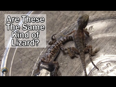 Can You Tell Which Baby Lizard is Which? -- Rankin's Dragon VS. Bearded Dragon! 🦎🆚🦎