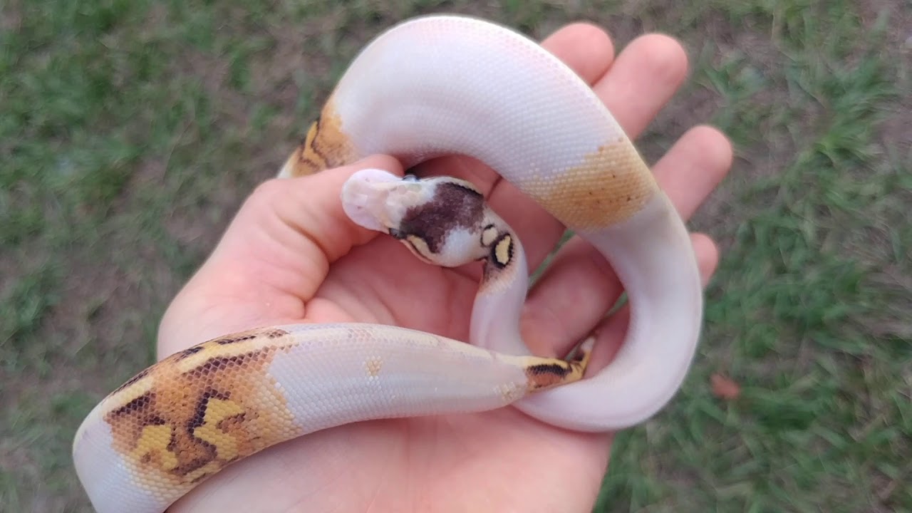Crazy Paradox Ball python here at Olympian exotics!