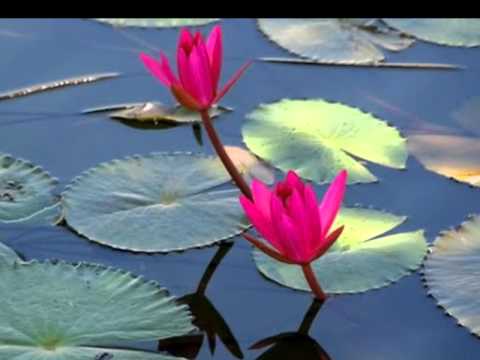 Thể hiện bởi Thu Hoài Nguyên
