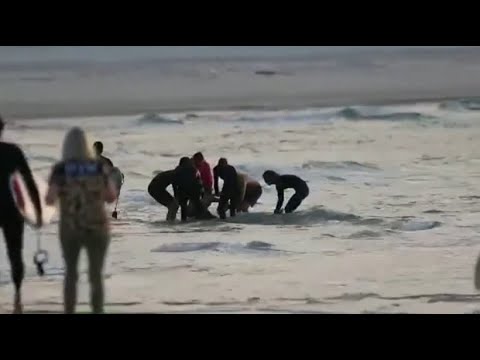 Surfer dies after shark attack