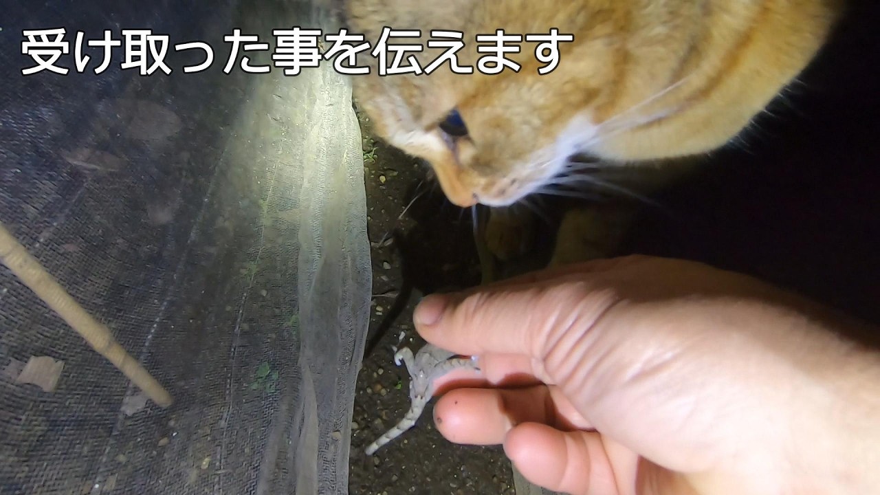 お礼で捕って帰った獲物を父が受け取ると満足する娘猫