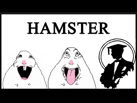 Hamster Reaction Images Are Insane