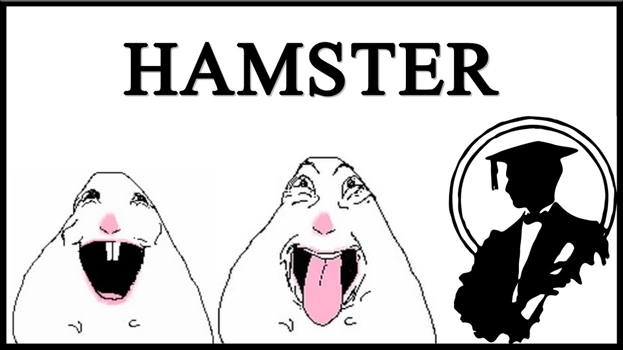Hamster Reaction Images Are Insane