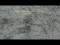 Schnittke : String Quartet No. 1  -  II. Canon