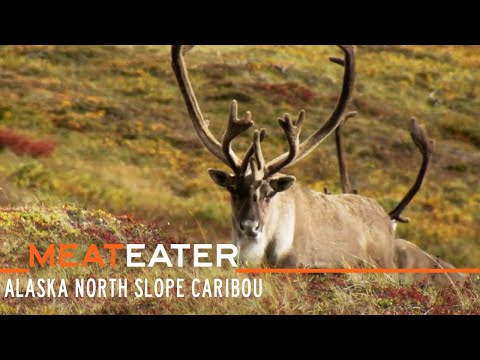 True North: Alaska North Slope Caribou | S2E09 | MeatEater