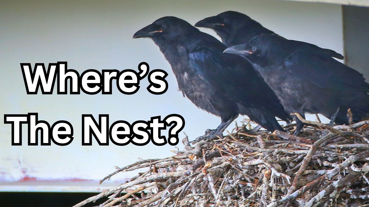 How To Find A Crow Nest