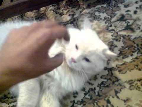 Xia Mujahid: My Turkish Cat "Motoo"