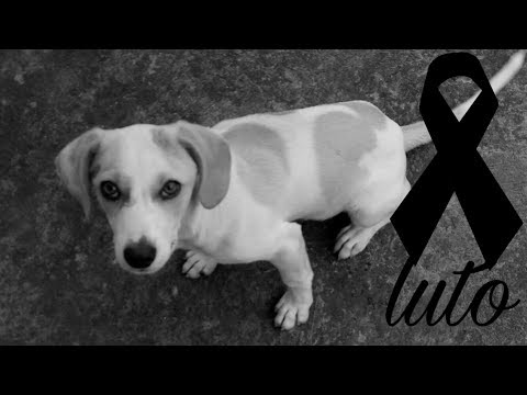 HOMENAGEM AO MEU CACHORRO! (luto)😭