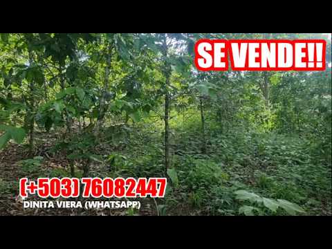 4 PRECIOSAS MANZANAS EN EL CONGO SANTA ANA