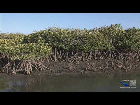 SeaScope 41 - Mangroves