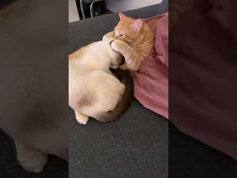 Hugs 🤗 and Kisses 😘❤️ #cats #funnyanimals #hugs #kiss