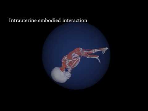 Motor activity of a computer-model fetus / シミュレーション上の赤ちゃんが動く様子