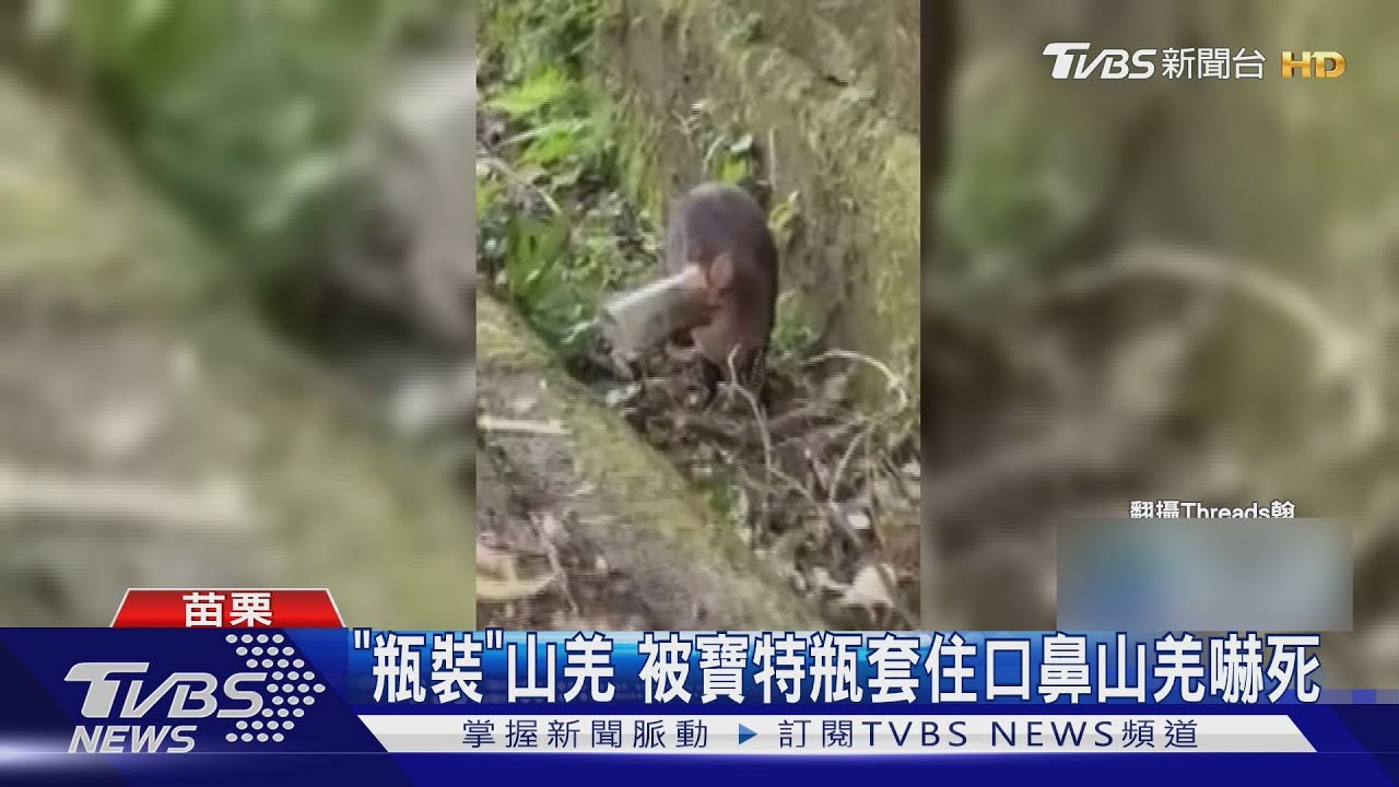 山羌頭套寶特瓶斃命!民眾愛心餵食竟成致命陷阱