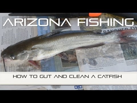 How To Gut A Catfish