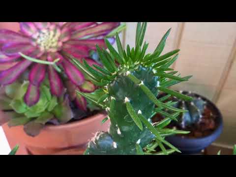 Cactus Wednesday: OPUNTIA SUBULATA Eve’s needle cactus Crested