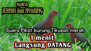Download lagu suara pikat burung Tikusan merah paling Ampuh mp3 Download lagu suara pikat burung Tikusan merah paling Ampuh mp3
