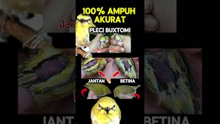 Download lagu Ciri ciri pleci buxtoni jantan dan betina 100% akurat #pleci #plecibuxtomi mp3 Download lagu Ciri ciri pleci buxtoni jantan dan betina 100% akurat #pleci #plecibuxtomi mp3
