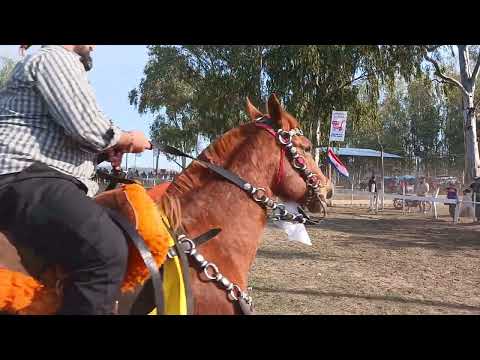 Patronales de Loma Rincón - Ñeembucú - Paraguay. Jineteada