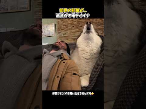 元歌手のワンコが可愛すぎるんだが #犬の気持ち #犬のいる生活 #元気になる動画 #元気お届け #癒し #大型犬のいる生活  #愛犬 #可愛い #ペット