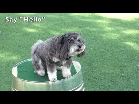 Dog Trick Resume - Havanese Dog Tricks by Jasmine