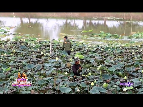 ที่ฉันสามารถซื้อเชื้อโรคม้า สมาชิกที่อายุน้อยที่สุด