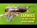 Earwigs 🪳 (10 FACTS You NEVER KNEW)