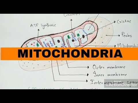 POINT MUTATION BY PHANINDRA GUPTHA