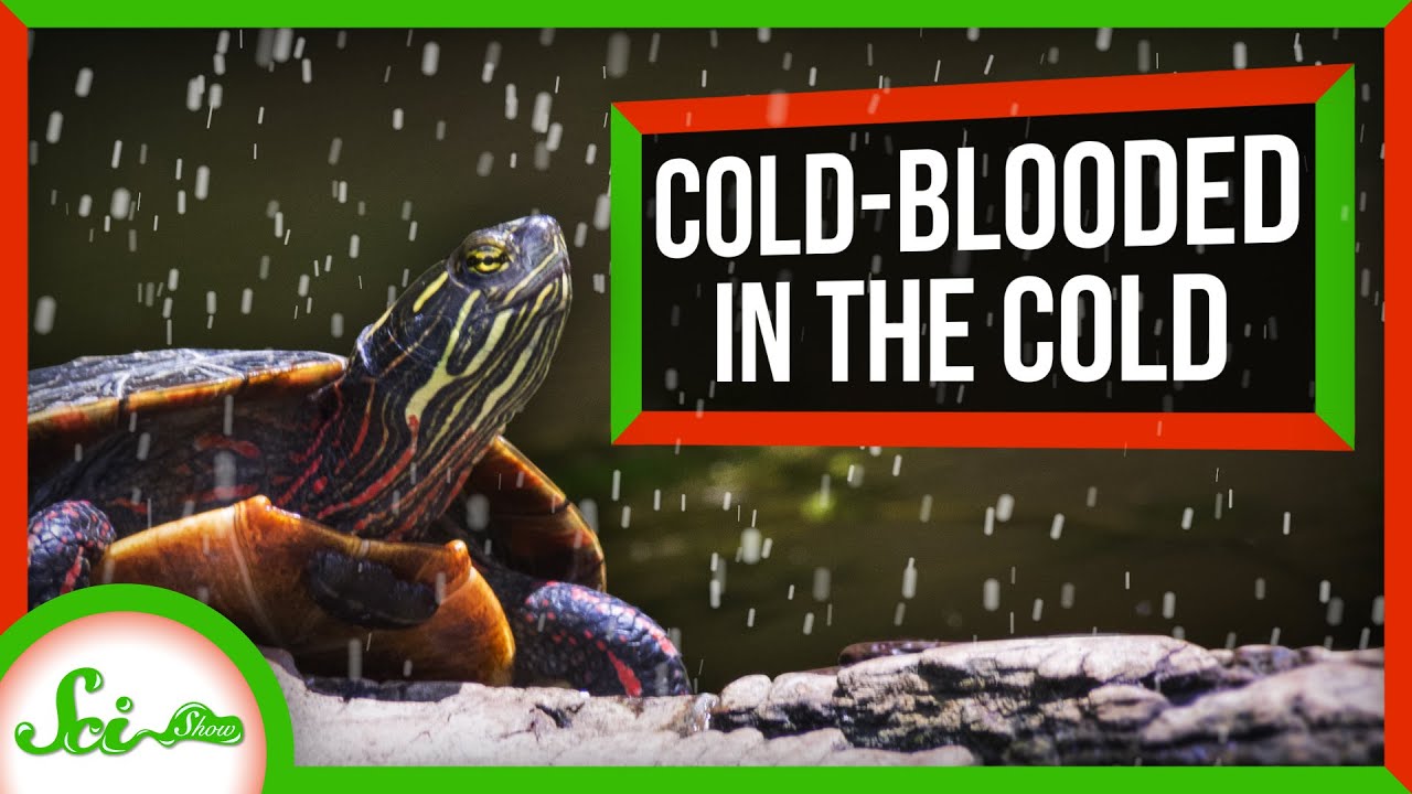 How "Cold-Blooded" Animals Survive the Cold