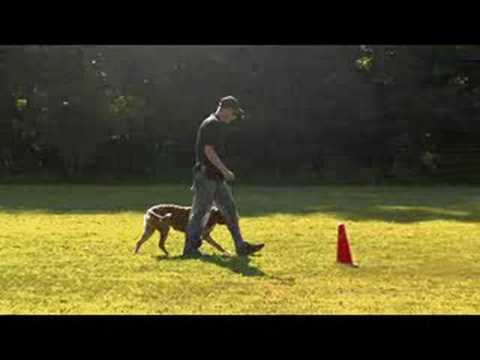 Dog Training Graduate - Barry