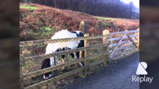 Greenway walk  carlingford and omeath Dundalk co. Louth Ireland dublin saints and siners old movie