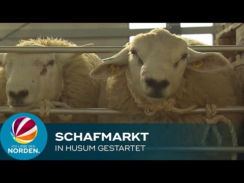 , title : 'Große Bock-Auktion auf Husumer Schafmarkt'