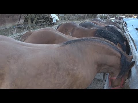 , title : 'Caii lui Nea' Costel de la Cluj - Pregatire hrana cai, prin gospodarie  ep. 79'