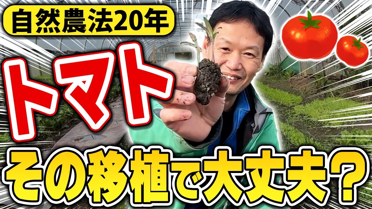自然栽培トマトの育苗・定植と土の管理法