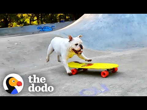 Bulldog Brothers EAT SLEEP AND BREATHE Skateboarding | The Dodo