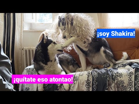 ¿Mi Perro Esta Equivocado Pensando que es Shakira? Mira Esto...