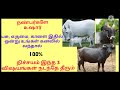 பசு எருமை காளை கனவில் வந்தால் நிச்சய�