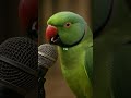 Parrot During Tilawat Quran Tilawat Viral Voice Parrot Mashallah Video