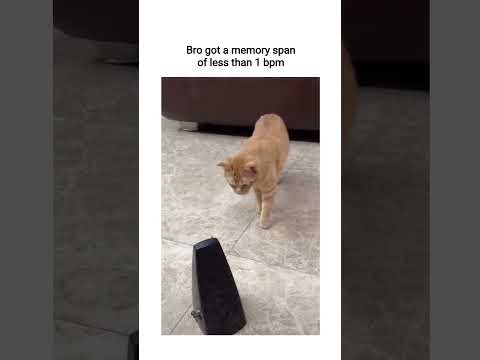 memory span of less than 1 bpm #memes #funny #shorts #humor