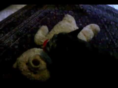 Cozette the Humping Bull