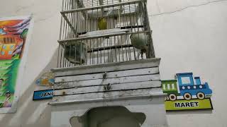 Download lagu Suara Burung Pleci Viral 2026, Panggilan Tajam, Keras & Panjang mp3 Download lagu Suara Burung Pleci Viral 2026, Panggilan Tajam, Keras & Panjang mp3