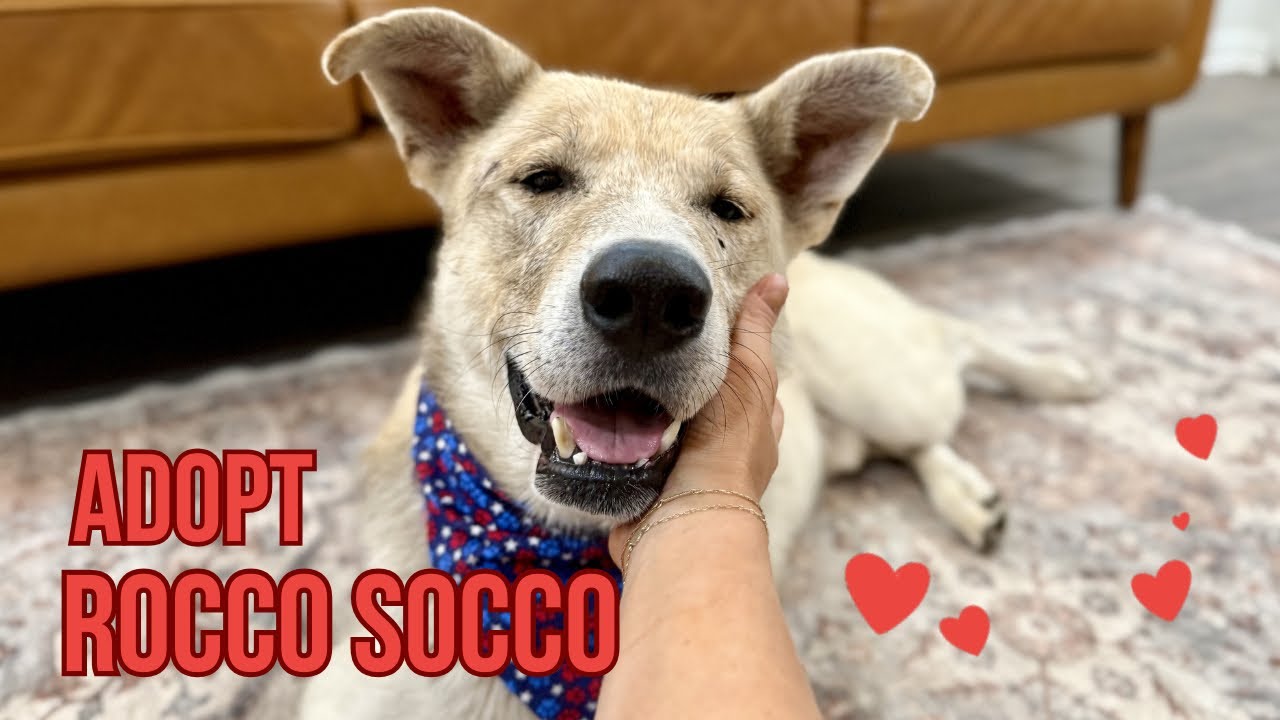 Enlarge Rocco Socco the Regal Rico Suave, a Adoptable mixed breed in Montreal, QC video 6/6