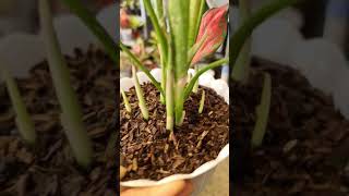 Download lagu Using Only Super Simple Planting Media, Aglaonema Produces Many Buds mp3