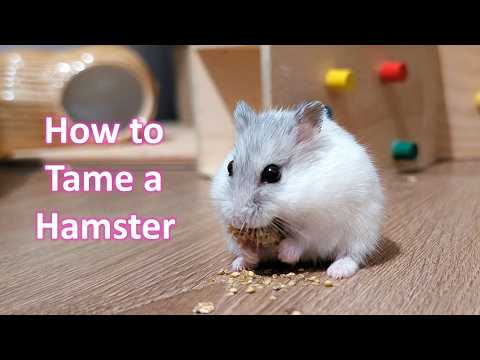 Quick Tips for Taming a Hamster