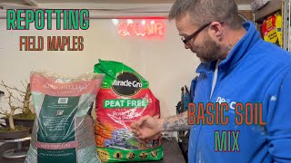 Repotting My Field Maple Bonsai - 2024